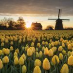 piękny wschód słońca z holenderskim wiatrakiem i żółtymi tulipanami